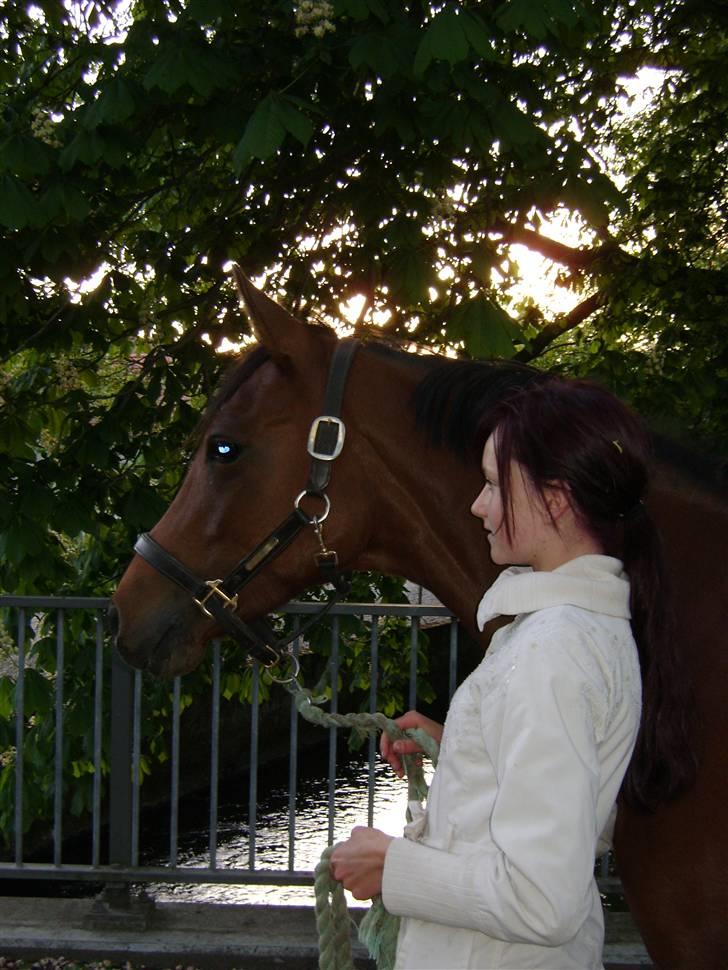 DSP Kamica Toft - smukke smukke pony.. billede 15