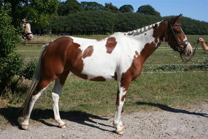 Pinto Society (Lady) SOLGT billede 1