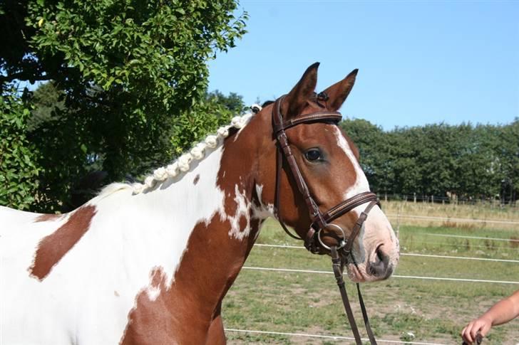 Pinto Society (Lady) SOLGT billede 3