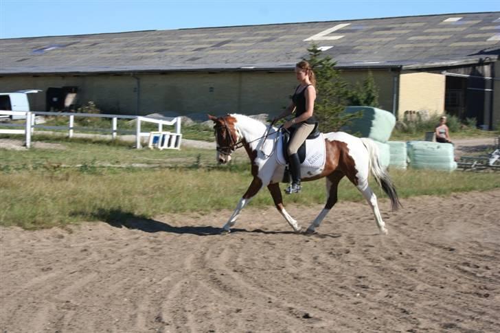 Pinto Society (Lady) SOLGT billede 4