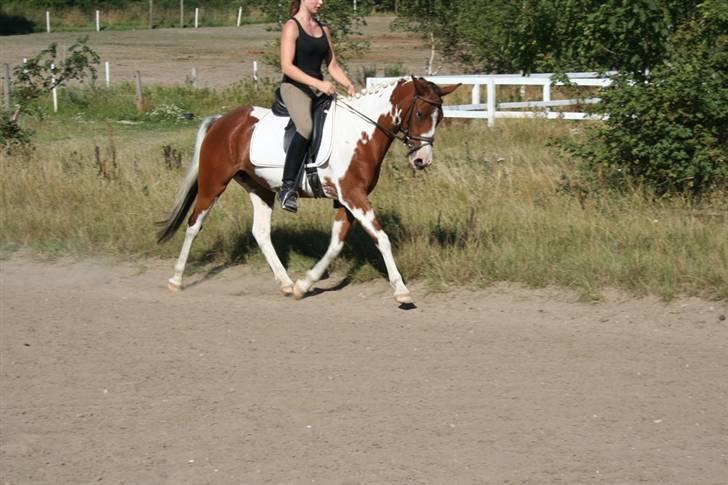 Pinto Society (Lady) SOLGT billede 5