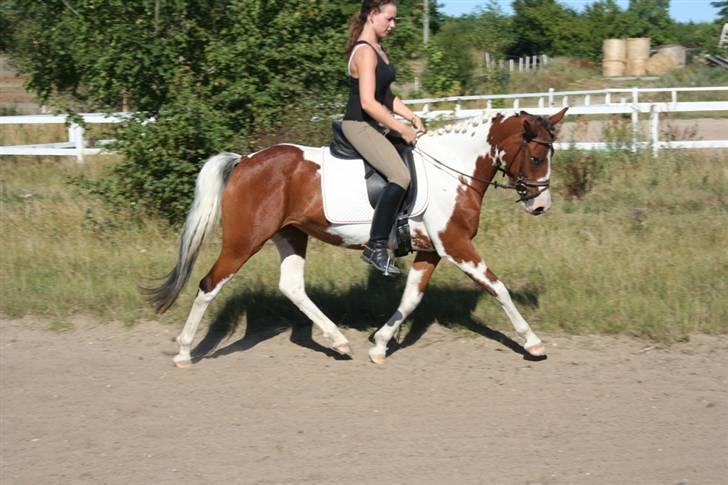 Pinto Society (Lady) SOLGT billede 6