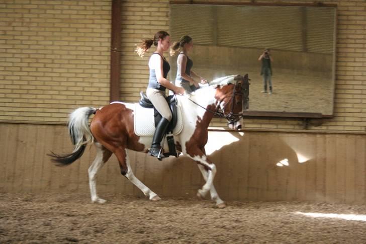 Pinto Society (Lady) SOLGT billede 9
