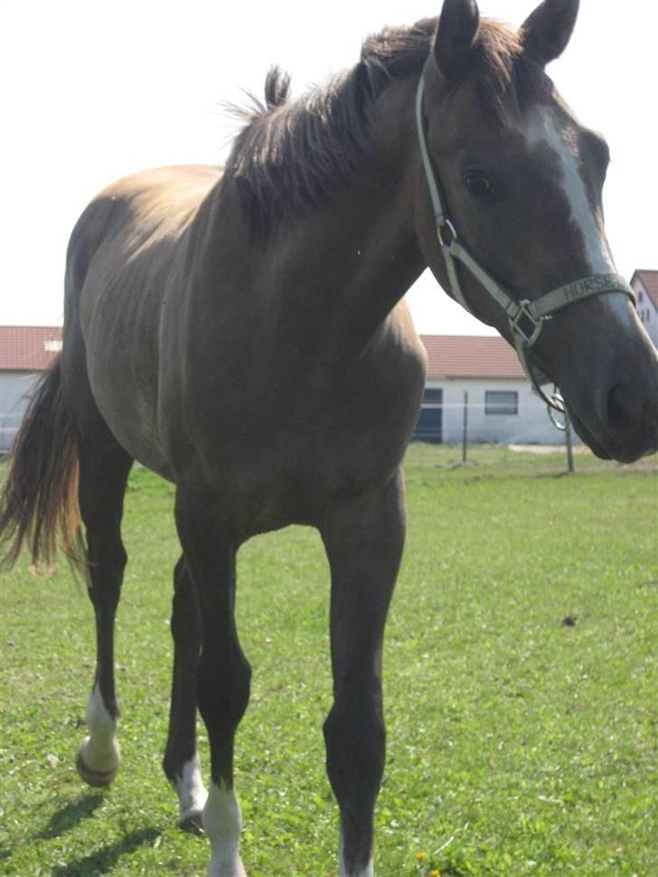 Dansk Varmblod vena blúsbakke billede 11