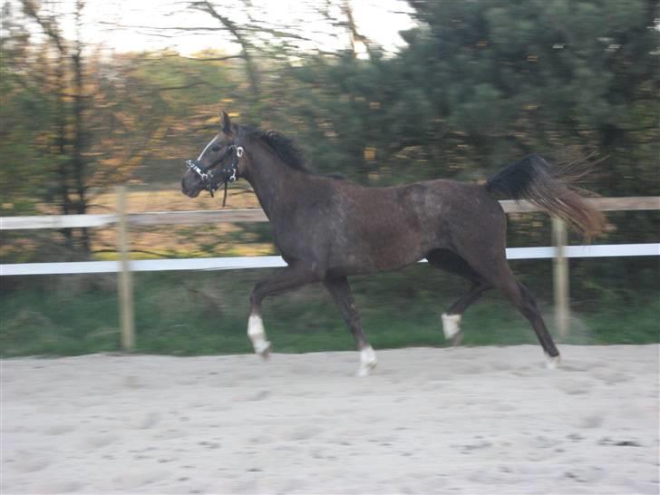 Dansk Varmblod vena blúsbakke - på ridebanen april 09 billede 12