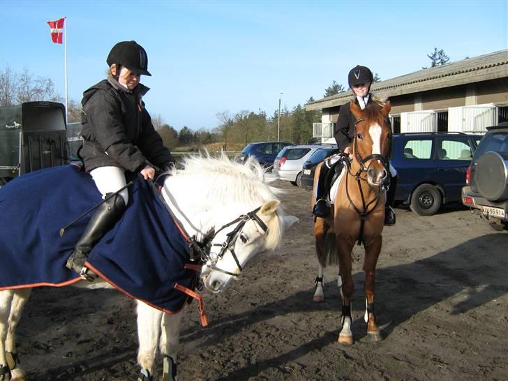 Welsh Pony (sec B) korreborgs figaro(SOLGT): - jeg kan gå til bidet..:) billede 7