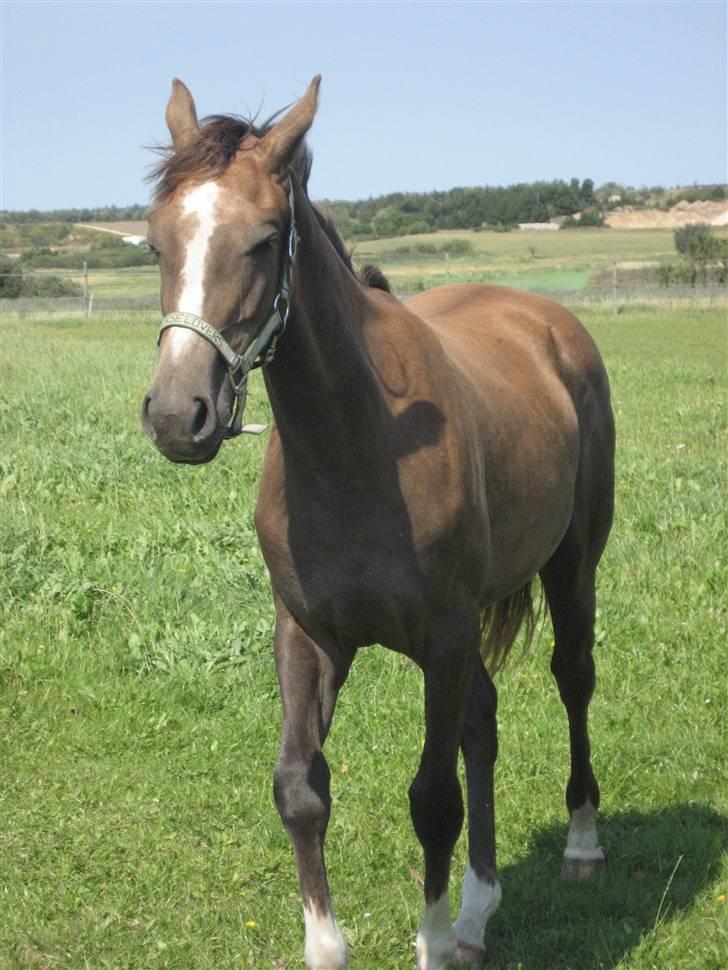 Dansk Varmblod vena blúsbakke billede 13