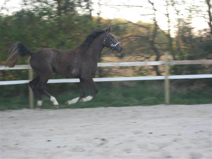 Dansk Varmblod vena blúsbakke - wish i could fly:) april 09 billede 14