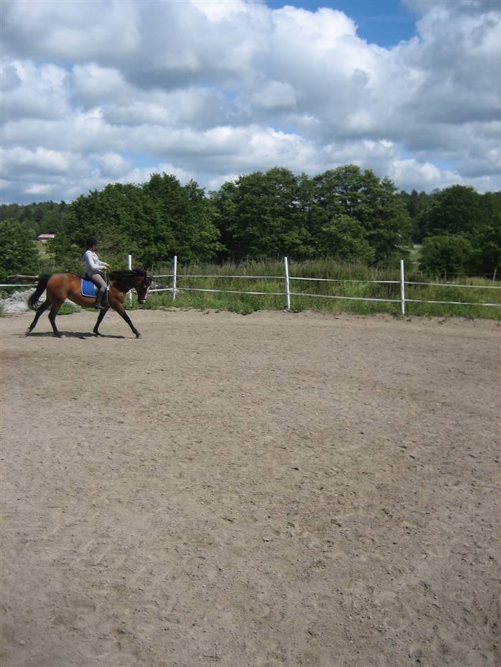 Dansk Varmblod Weronica  billede 1