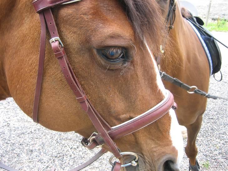 Dansk Varmblod Weronica  billede 2