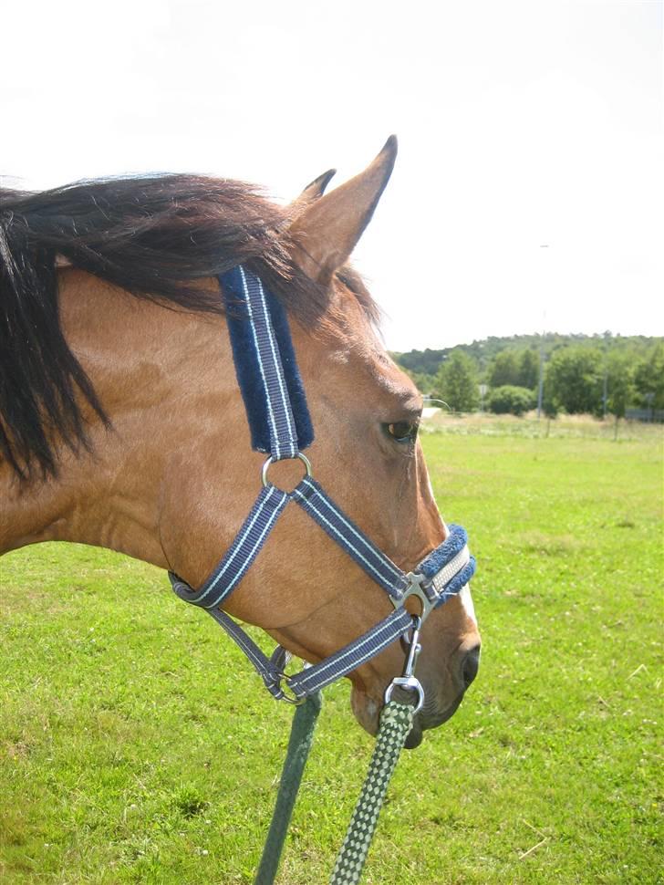 Dansk Varmblod Weronica  billede 3