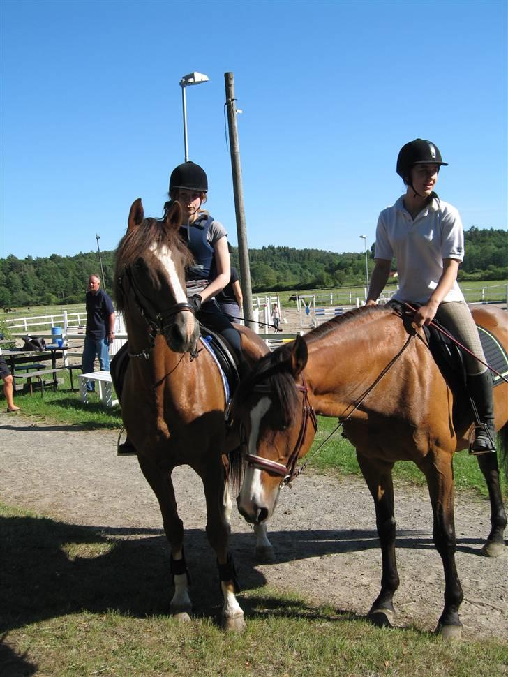 Dansk Varmblod Weronica  - lovely billede 4