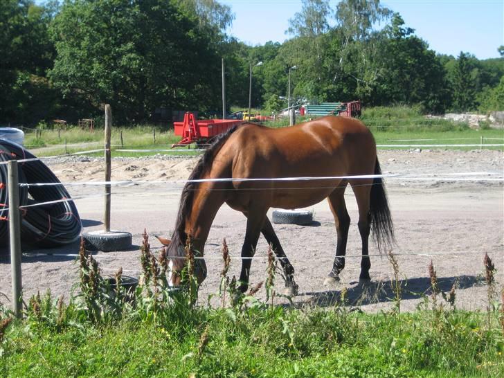 Dansk Varmblod Weronica  billede 5