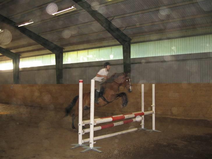 Dansk Varmblod Weronica  billede 6