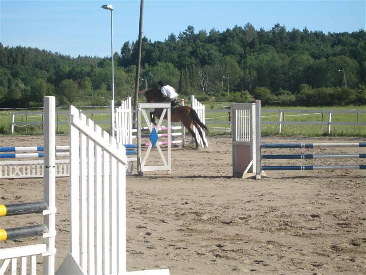 Dansk Varmblod Weronica  billede 7