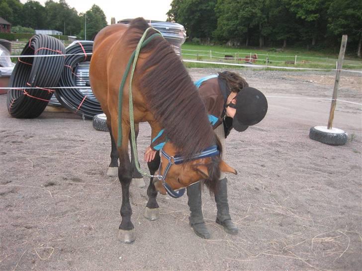 Dansk Varmblod Weronica  billede 8