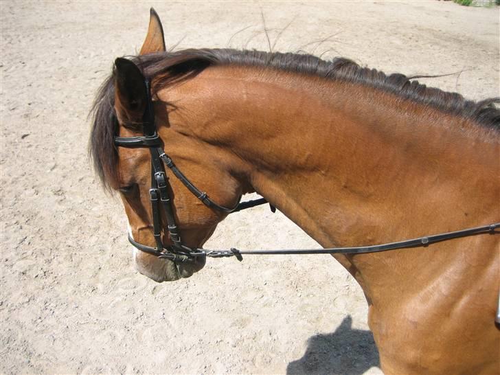 Dansk Varmblod Weronica  billede 9