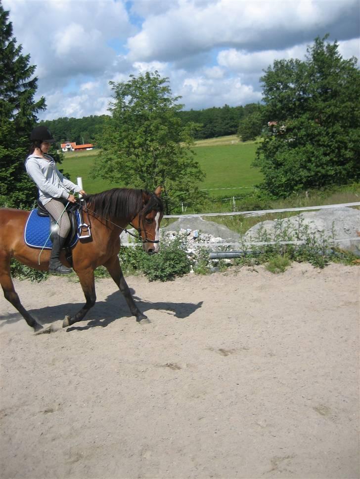 Dansk Varmblod Weronica  billede 10