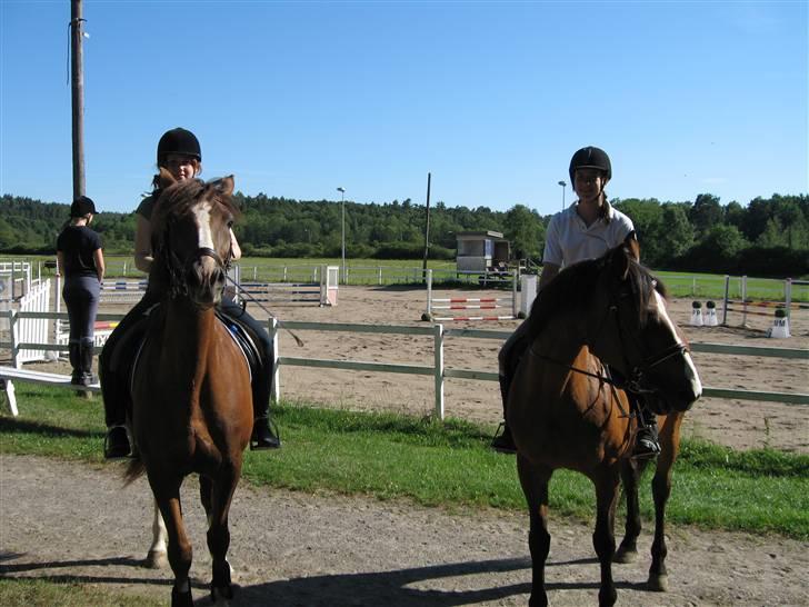 Dansk Varmblod Weronica  - de to dejlige heste. billede 11