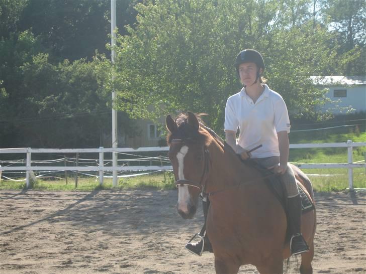 Dansk Varmblod Weronica  - Caro&Weronica til sløjfespring (: billede 12