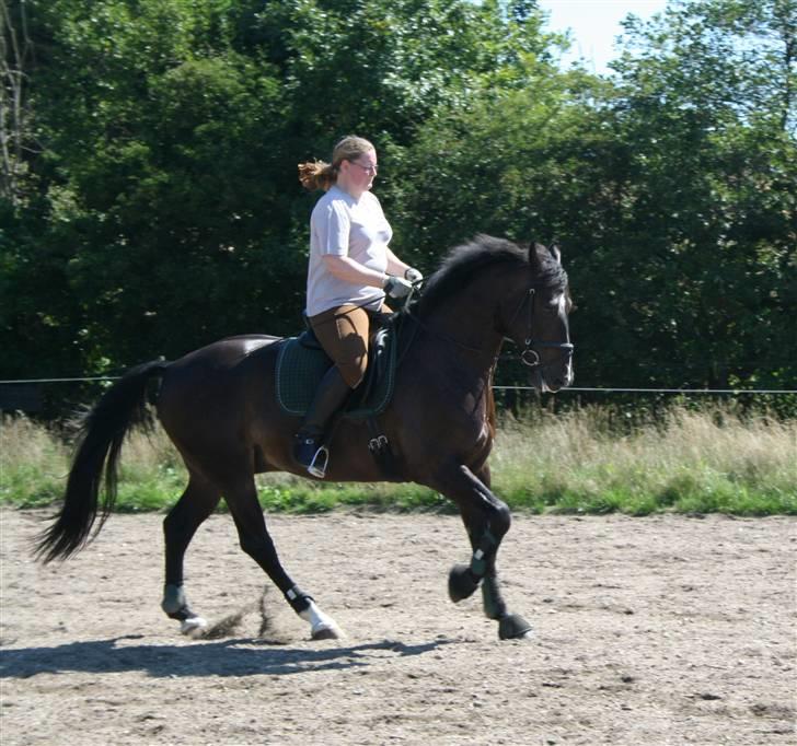 Oldenborg Calio - Super galop. billede 9