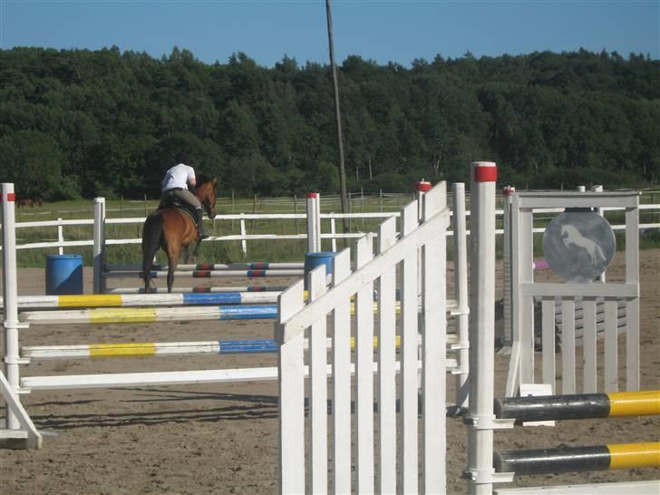 Dansk Varmblod Weronica  billede 13