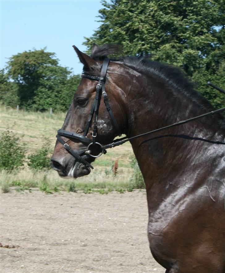 Oldenborg Calio - Calio kan også blive lidt trændt i galoppen, uha (: Men, nøøj, hvor ser han lækker ud (: billede 12