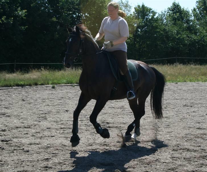 Oldenborg Calio - Lidt crazy galop (: vilddyr x) billede 13