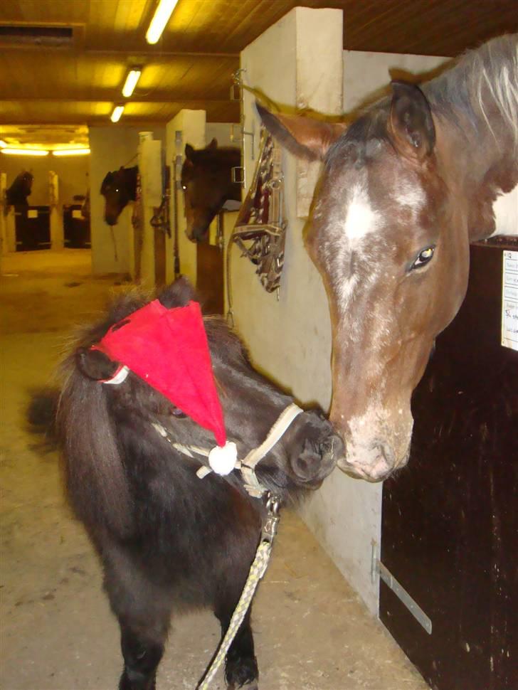 Shetlænder Aurora - Aurora den dejligste pony og Isabella den dejligste hest<3 billede 9
