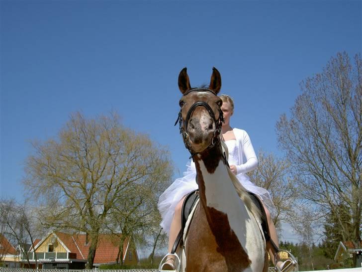 Anden særlig race Isabella Klejs billede 14