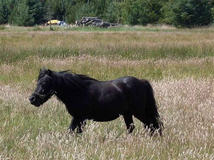 Shetlænder Bob - Det er altid godt med en lille løbetur på marken.. billede 4