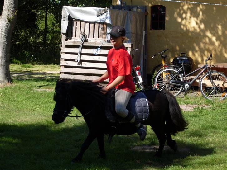 Shetlænder Bob - Her får sanne lige en lille ridetur. billede 5