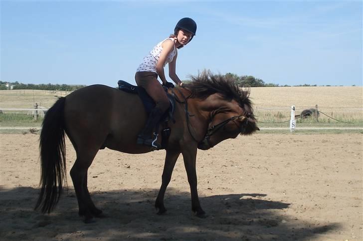 Islænder Jarpur fra Damgård SOLGT billede 14