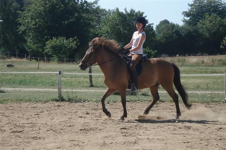 Islænder Jarpur fra Damgård SOLGT billede 15