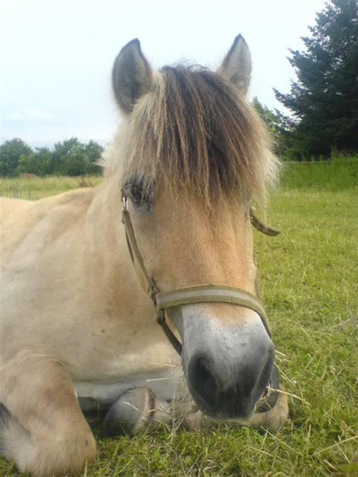 Fjordhest Buller <33 R.I.P. <33  - Han er sød! <33  billede 1