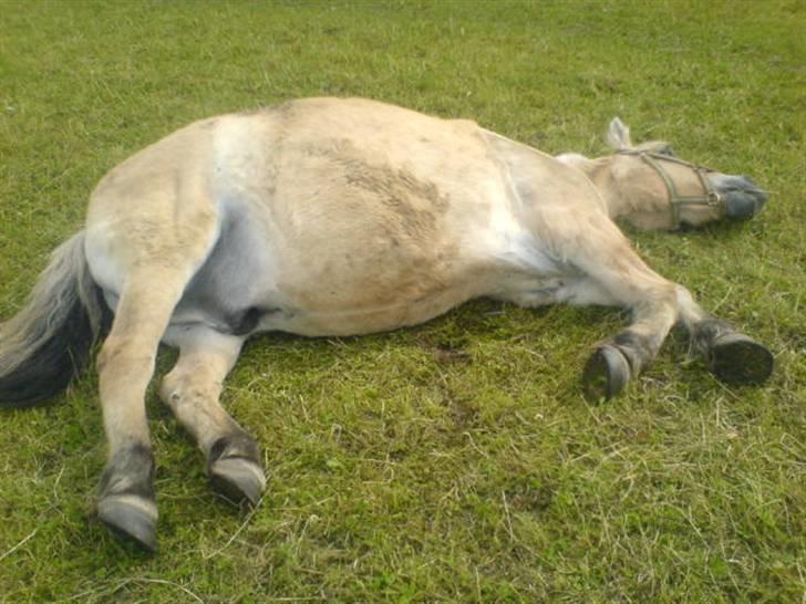 Fjordhest Buller <33 R.I.P. <33  - Feed ! ;p billede 2