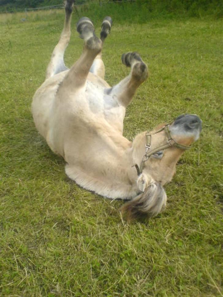 Fjordhest Buller <33 R.I.P. <33  - Alle fire stængler i vejet ! :p billede 3