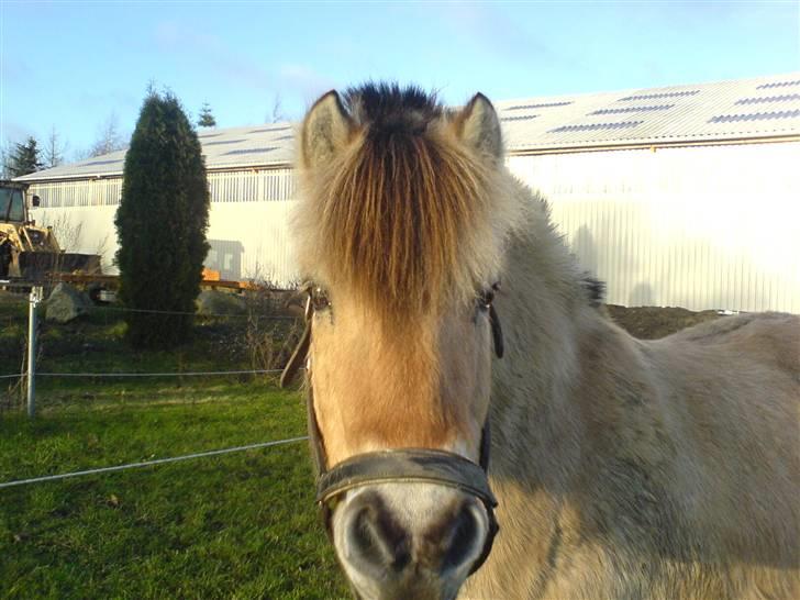 Fjordhest Buller <33 R.I.P. <33  - Gode Gamle Buller <33  billede 4