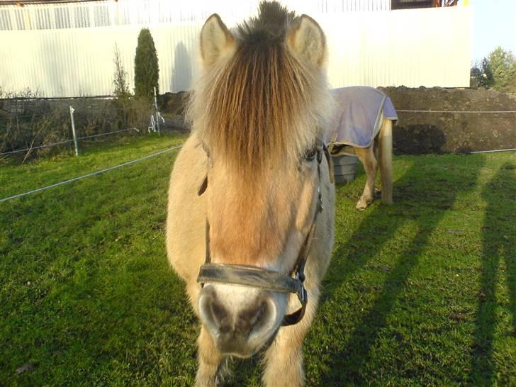 Fjordhest Buller <33 R.I.P. <33  - GGB <3 billede 5