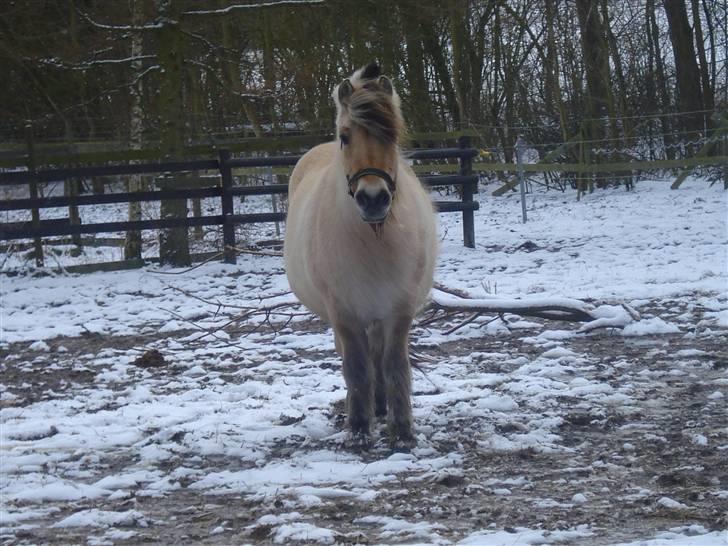 Fjordhest Buller <33 R.I.P. <33  - Flødebolle! ;p billede 6