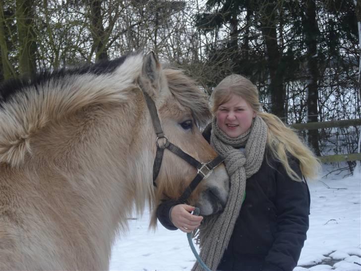 Fjordhest Buller <33 R.I.P. <33  - Emily og Buller ;p Begge så søde som jordbærd <3 Elsker jer begge meget højt billede 7