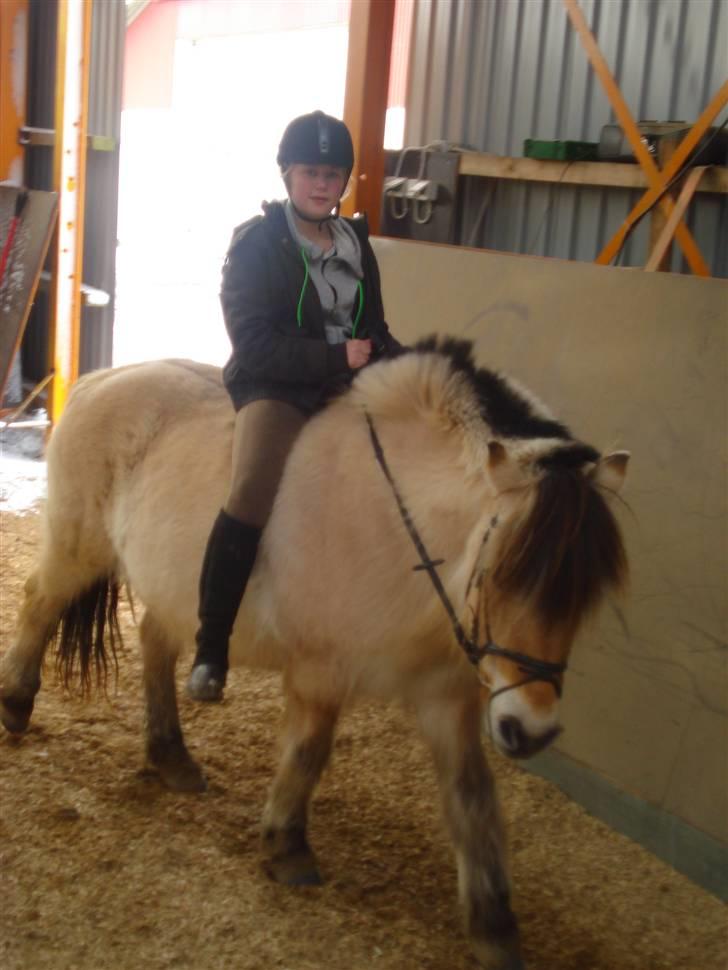 Fjordhest Buller <33 R.I.P. <33  - Emily rider ;p billede 8