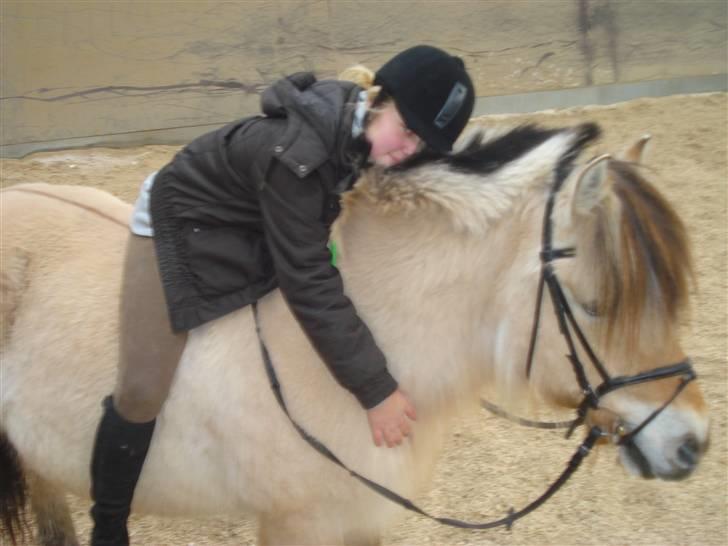 Fjordhest Buller <33 R.I.P. <33  - Hihi <3 billede 9