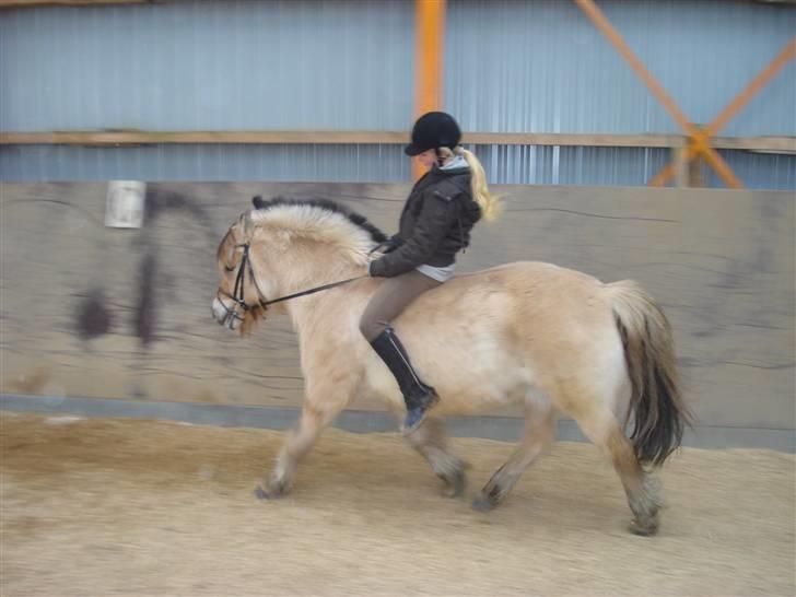 Fjordhest Buller <33 R.I.P. <33  - Fri trav ! Han kan endnu den gamle ;p ej, bar´ et meget tilfældigt og heldigt billede billede 10