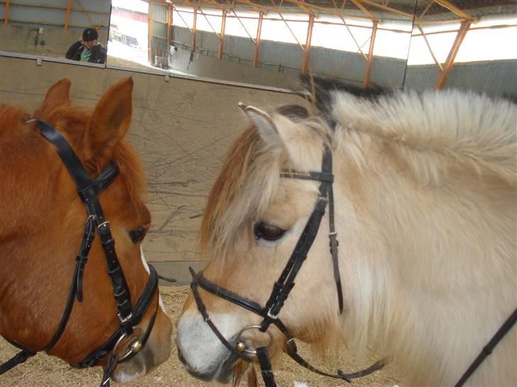 Fjordhest Buller <33 R.I.P. <33  - Tøsen og Buller 4-ever ! <3 billede 11