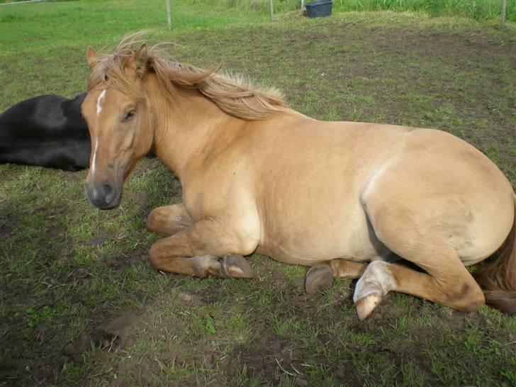 Anden særlig race Silas billede 16