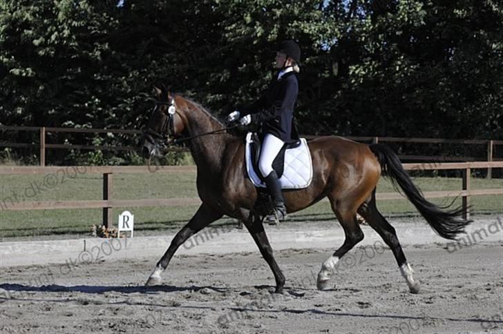 Dansk Varmblod Hummes Waltzin Matilda - LA3 til solrød hestival 31 august 2008 (hehe kigger lidt :-) billede 12