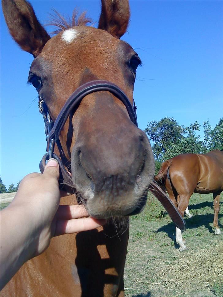 Dansk Varmblod Skardal`s Joski - Min lille føle basse billede 1