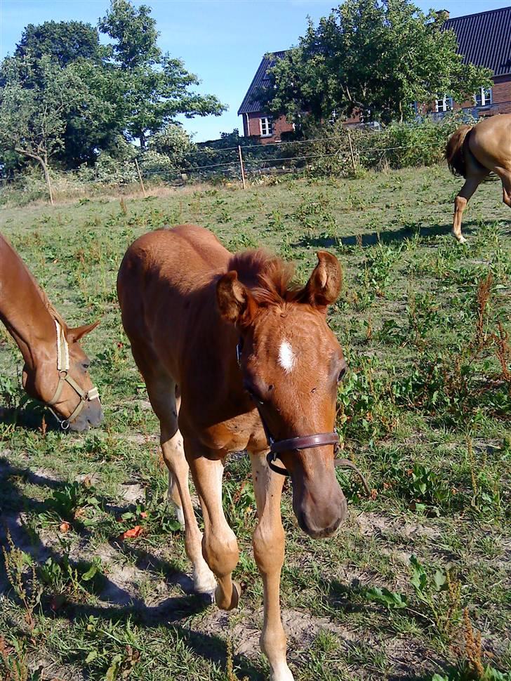 Dansk Varmblod Skardal`s Joski - Ihh. hvor er han nysgeri billede 2