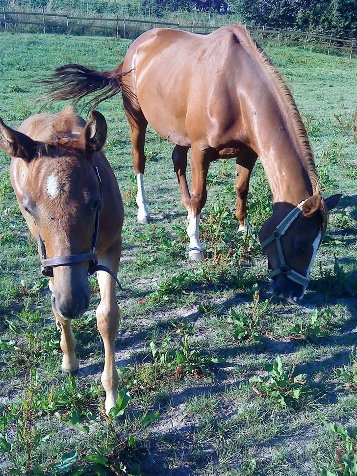 Dansk Varmblod Skardal`s Joski - Jeg tror han er træt billede 3
